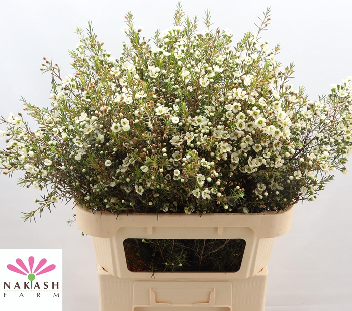 <h4>CHAME IVORY PEARL</h4>