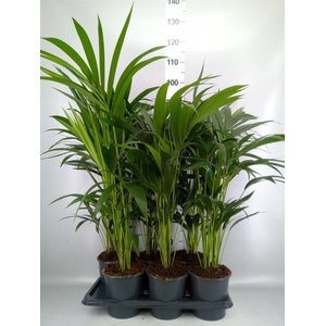 Howea forsteriana