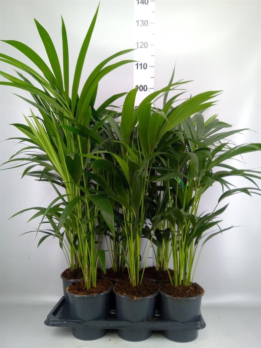 <h4>Howea forsteriana</h4>