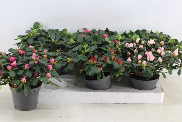 <h4>RHODO SI GEM</h4>