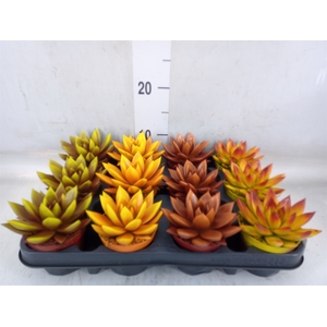 Echeveria  'Miranda'
