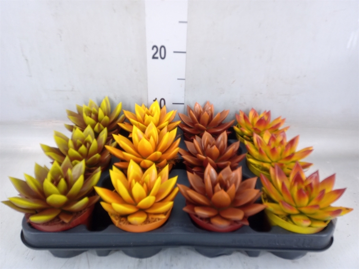 <h4>Echeveria  'Miranda'</h4>
