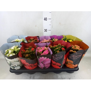 Kalanchoe blos.   ..rosebud rs fl 5