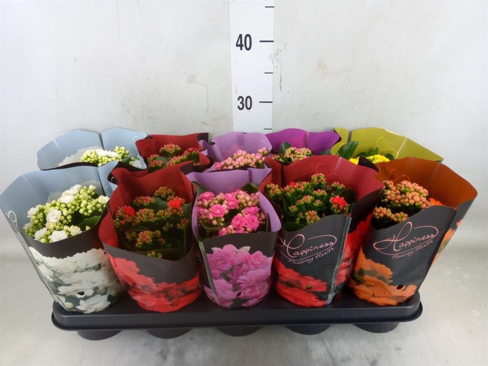 <h4>Kalanchoe blos.   ..rosebud rs fl 5</h4>