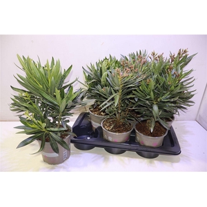 arr8 Nerium Oleander Ov