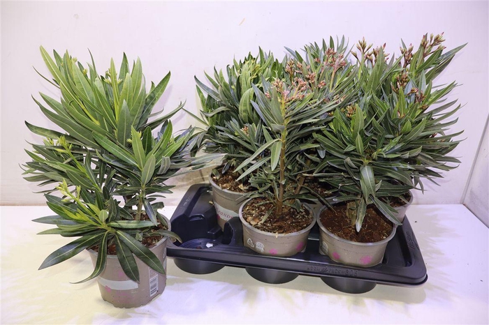 <h4>arr8 Nerium Oleander Ov</h4>