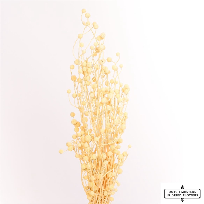 <h4>Dried Sago Bleached Bunch</h4>