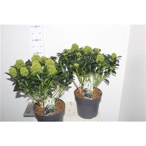 Skim J White Globe 15+