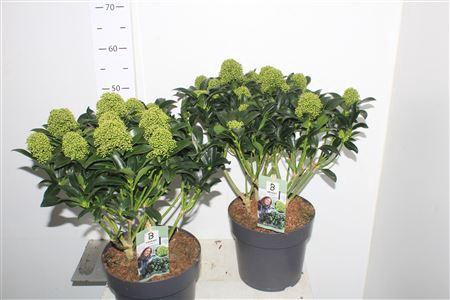 <h4>Skim J White Globe 15+</h4>