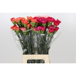 Dianthus St Mix