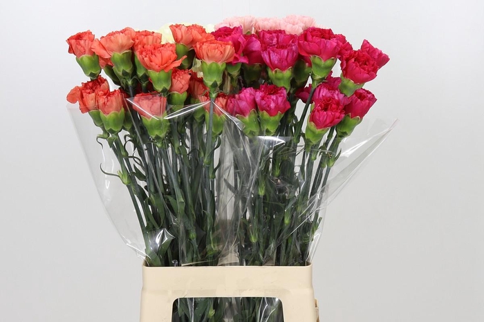 <h4>Dianthus St Mix</h4>