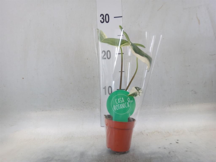 <h4>Alocasia   ...</h4>