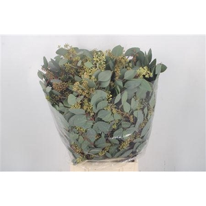 Euca Populus Berry Per Bunch 300 Gram