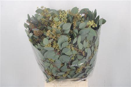 <h4>Euca Populus Berry Per Bunch 300 Gram</h4>