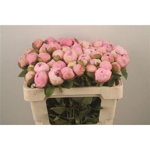 Paeo L Angel Cheeks Ex