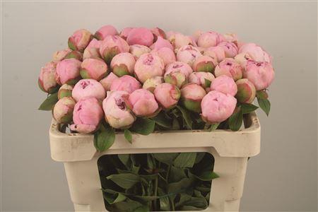 <h4>Paeo L Angel Cheeks Ex</h4>