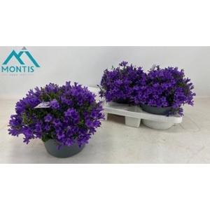 CAMP POR AMBE PURPLE