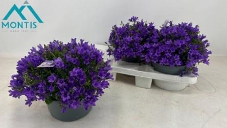 <h4>CAMP POR AMBE PURPLE</h4>