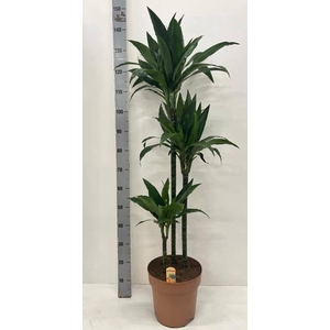 DRA FRAG JANET CRAIG