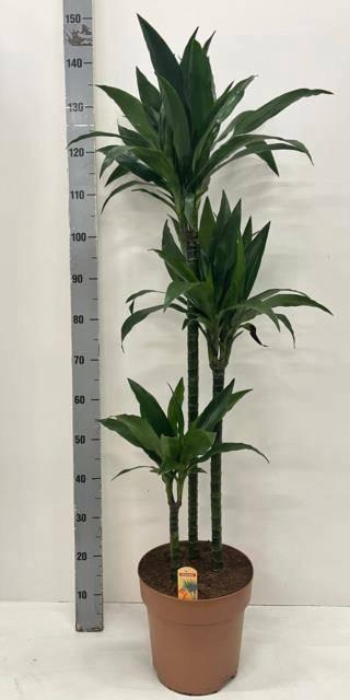 <h4>DRA FRAG JANET CRAIG</h4>