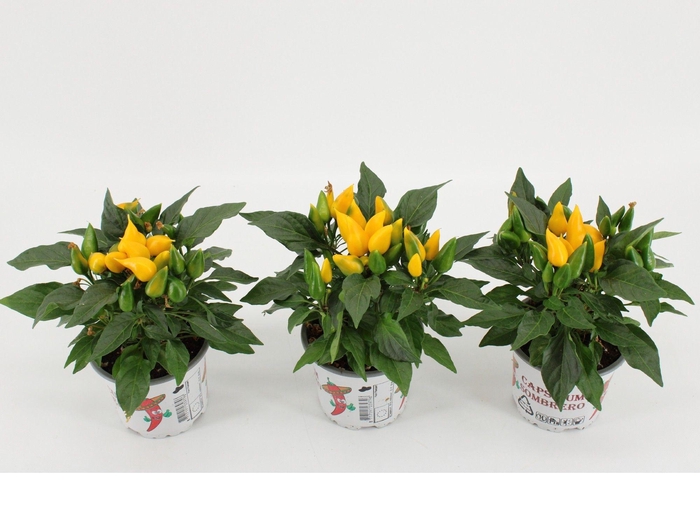 <h4>Capsicum Sombrero Yellow</h4>