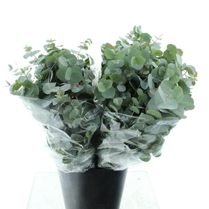 Euca Cinerea Short 150grams Super