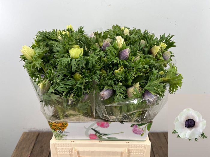 <h4>ANEM CO MAR PANDA</h4>