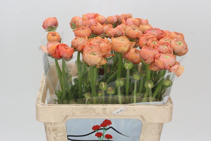 <h4>Ranunculus Clooney Salmon</h4>