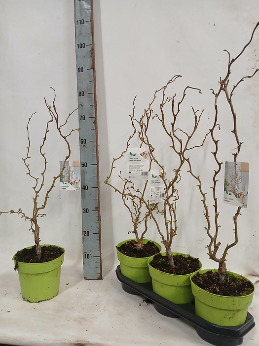 <h4>CORYLUS A CONTORTA</h4>