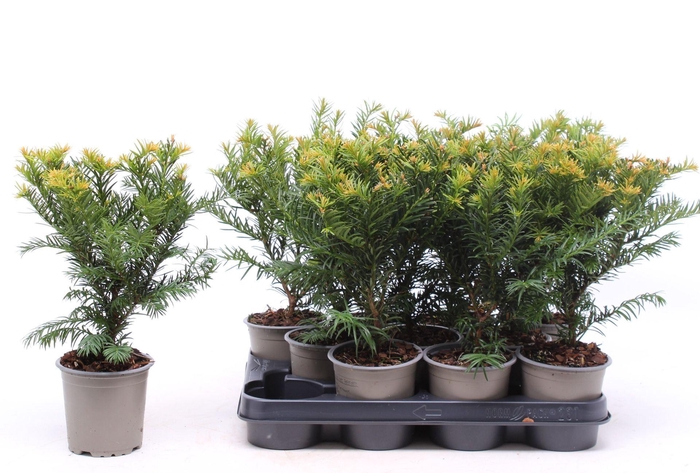 <h4>Taxus baccata Repandens</h4>