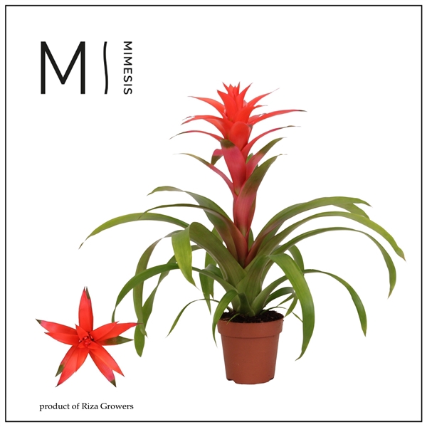 <h4>Mimesis Guzmania Suerte Salmon - 12 cm</h4>