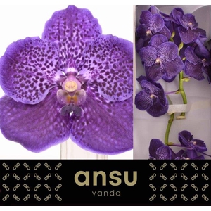 VANDA SU MIDNIG BLUE