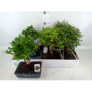 Bonsai   ...mix