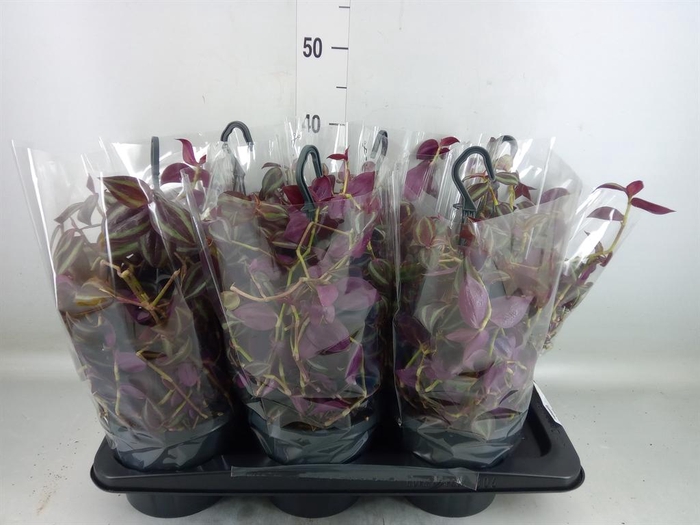 <h4>Tradescantia   ...</h4>