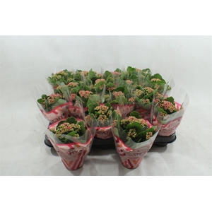 1. PAARSE MINI KALANCHOE