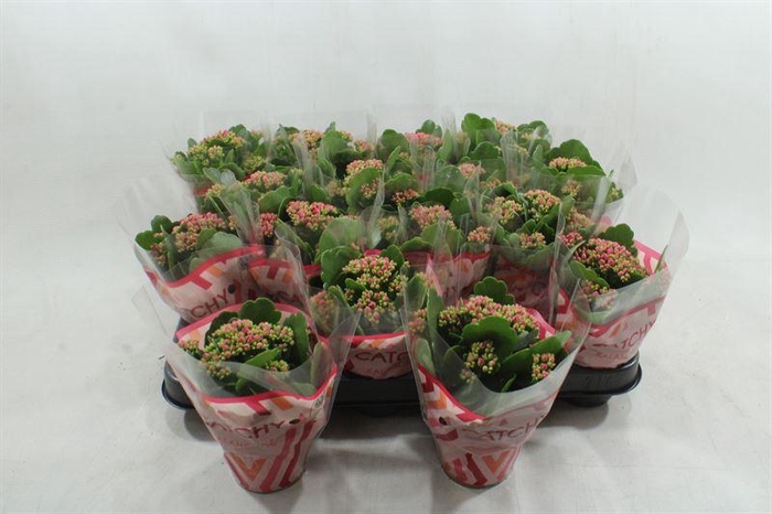 <h4>1. PAARSE MINI KALANCHOE</h4>