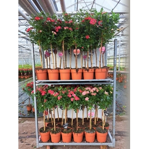ROSA ST MIXKAR