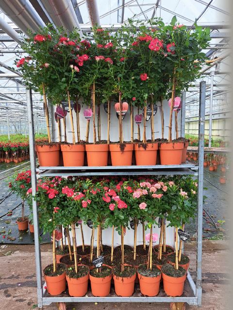 ROSA ST MIXKAR