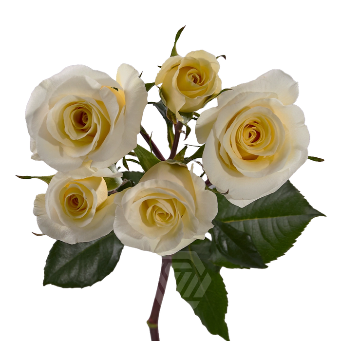 <h4>R TR NEW MOON Tessa</h4>