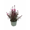 Gaura Gaudi Light Pink