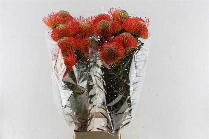 <h4>Leuco Co Succession</h4>