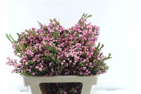 <h4>Kaaps Erica Bella</h4>