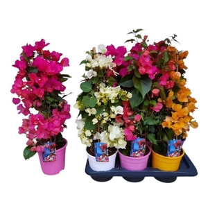 Bougainvillea Dania