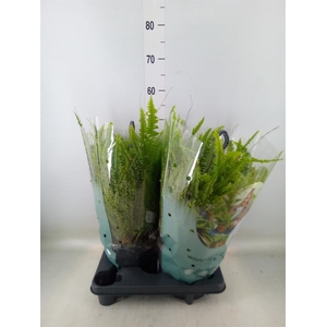 Nephrolepis exal. 'Green Lady'