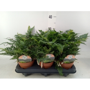 Humata griffithiana var. tyermannii