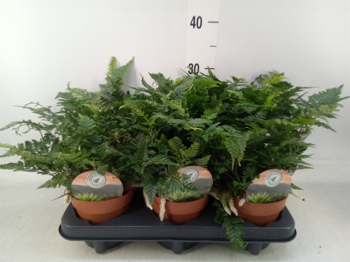 <h4>Humata griffithiana var. tyermannii</h4>