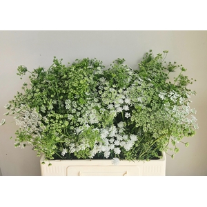 Ammi Majus