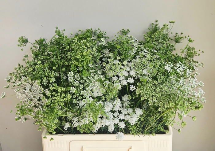 <h4>Ammi Majus</h4>