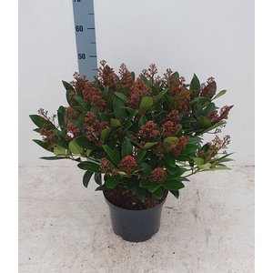Rubella 23cm 40+ bloem