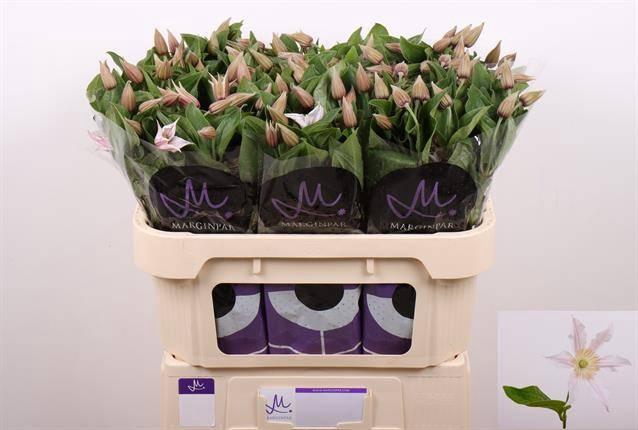 <h4>Clematis Amazing Kansas</h4>